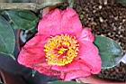 Camellia sp13.JPG